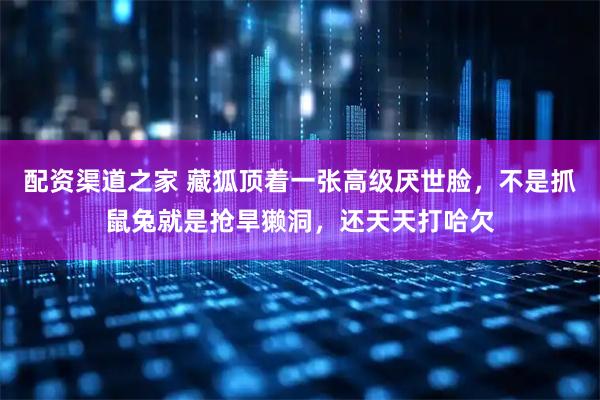 配资渠道之家 藏狐顶着一张高级厌世脸，不是抓鼠兔就是抢旱獭洞，还天天打哈欠