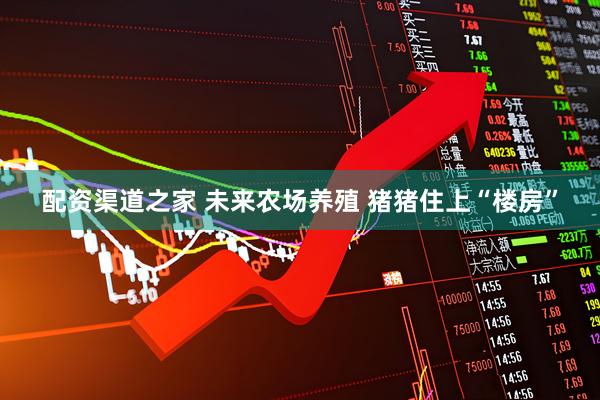 配资渠道之家 未来农场养殖 猪猪住上“楼房”